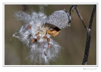 Milk Weed Seed Pod 2.jpg